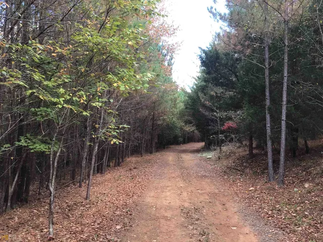 a view of a forest with trees in the background