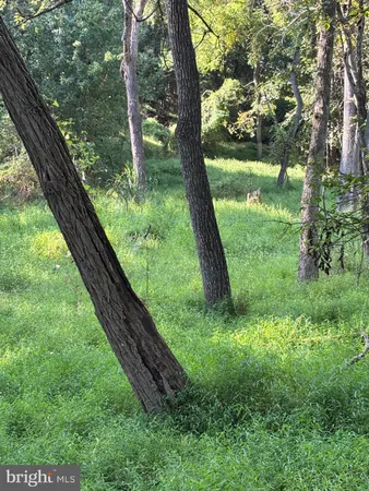 a view of a garden with a tree
