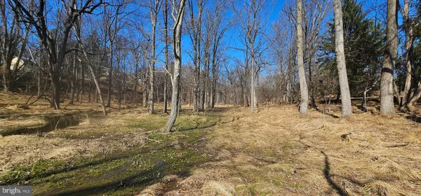 a view of a yard with trees