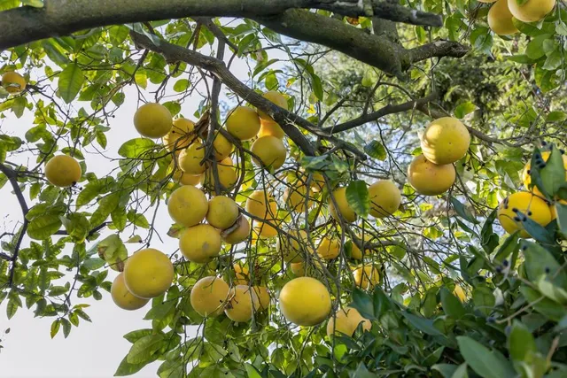 $1,135,000 | 5033 El Cemonte Avenue, Davis, CA 95618