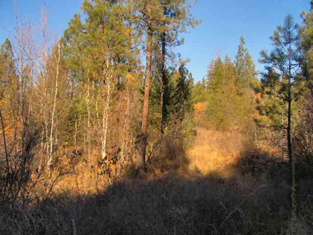 1132-tbd Philleo Road Addy, WA 99101 - Photo 5 of 7 Gallery Image 5