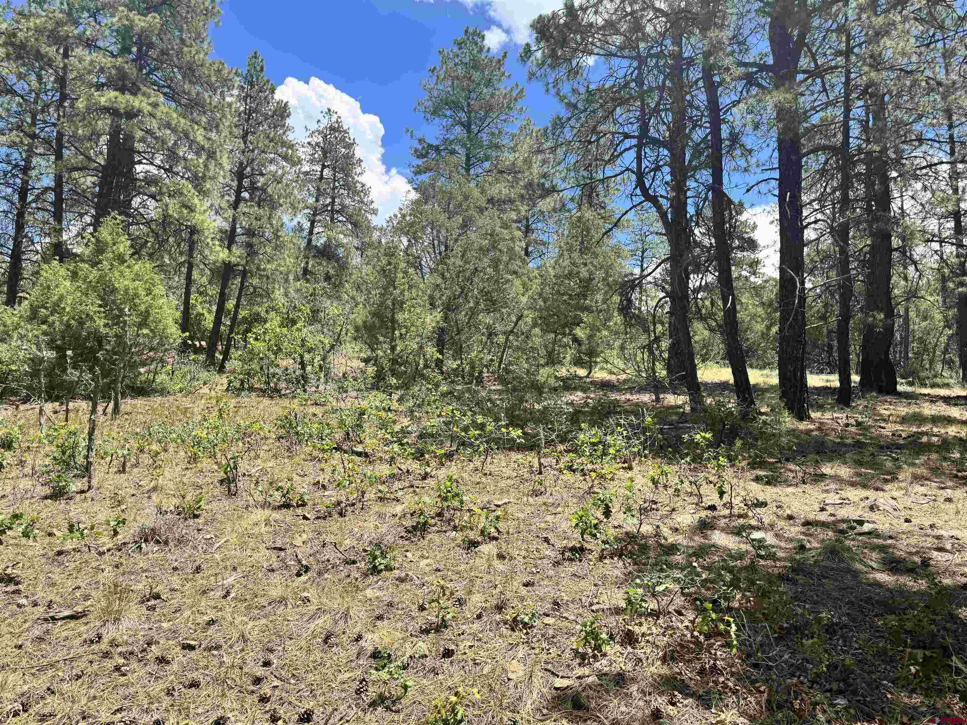 1259 Westview Road Pagosa Springs, CO 81147 - Photo 19 of 29