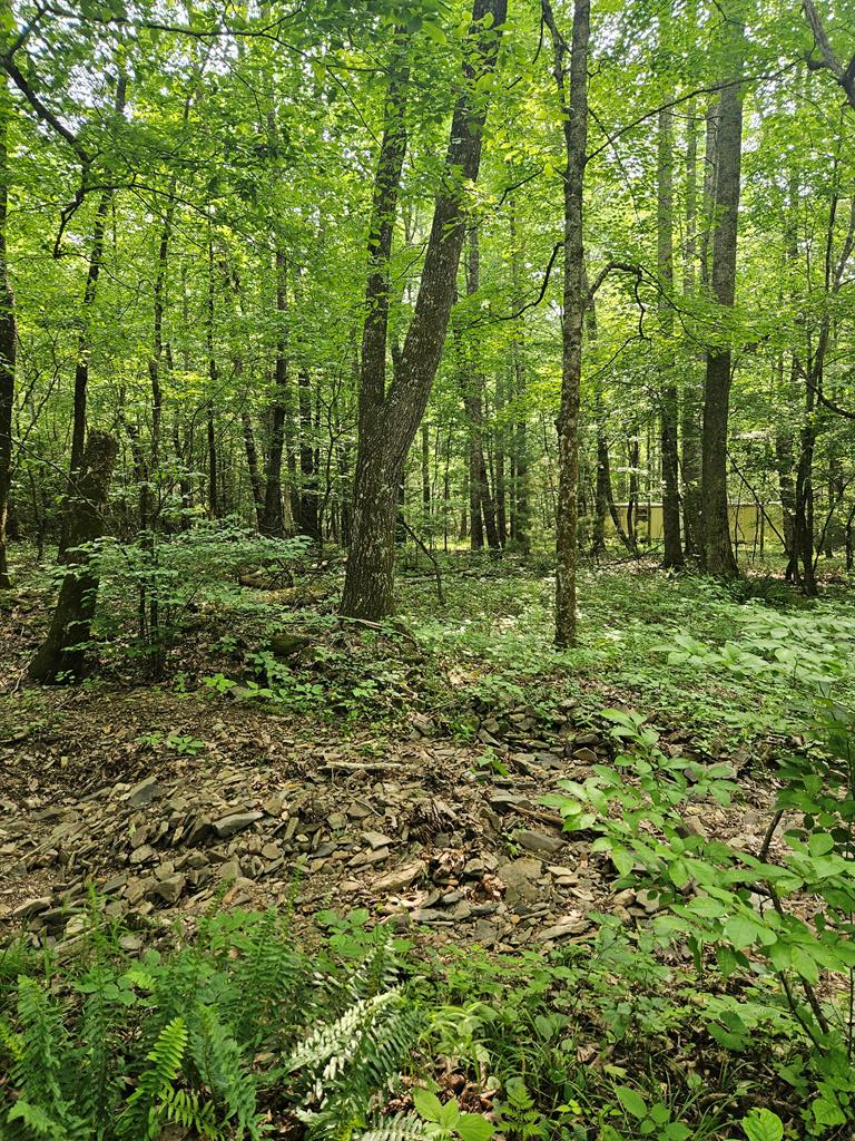 Tbd Crawfish Road Rural Retreat, VA 24368 - Photo 11 of 12 Gallery Image 11