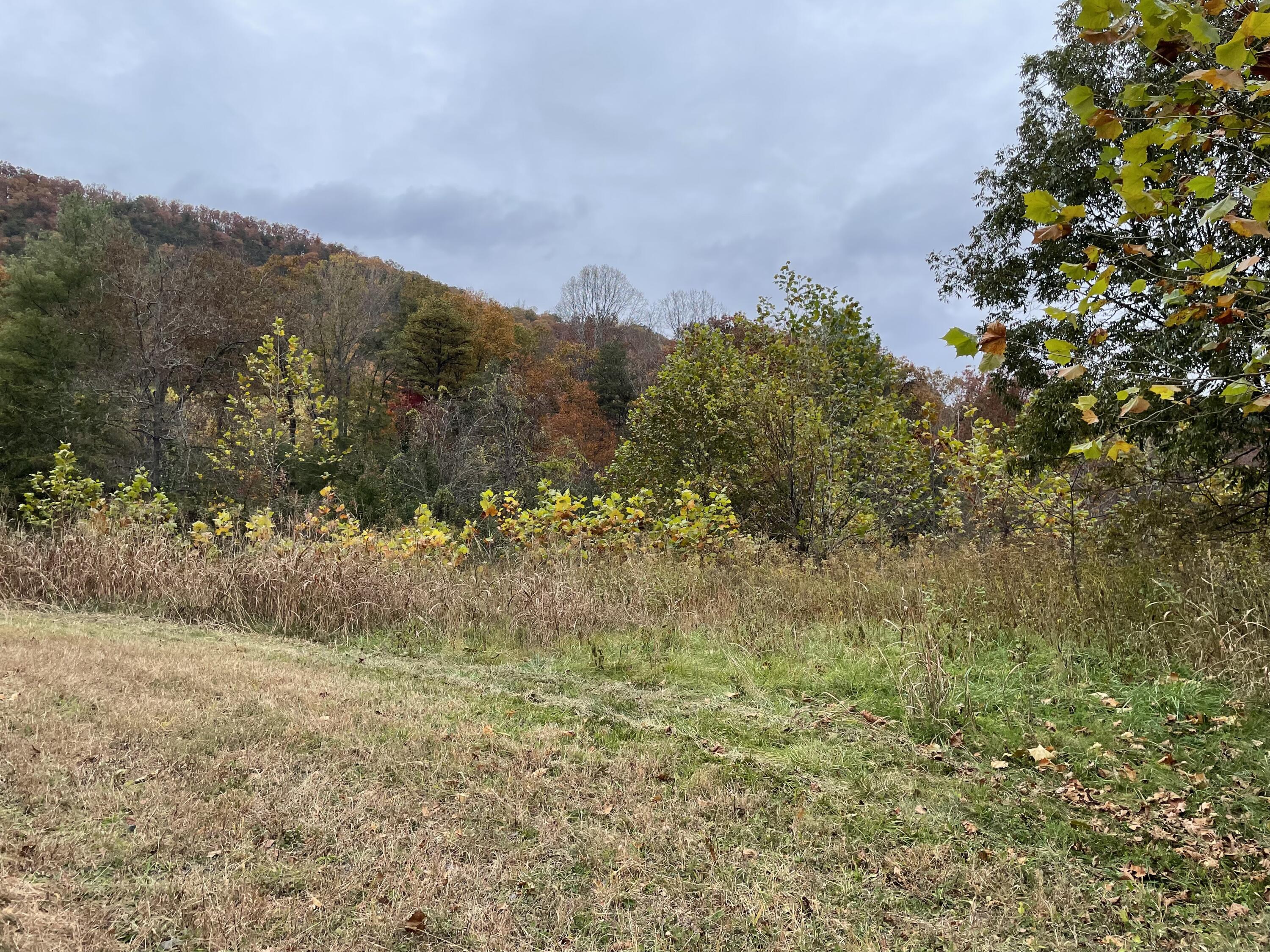 5829 Bradshaw Road Salem, VA 24153 - Photo 14 of 35 a view of a yard with a tree