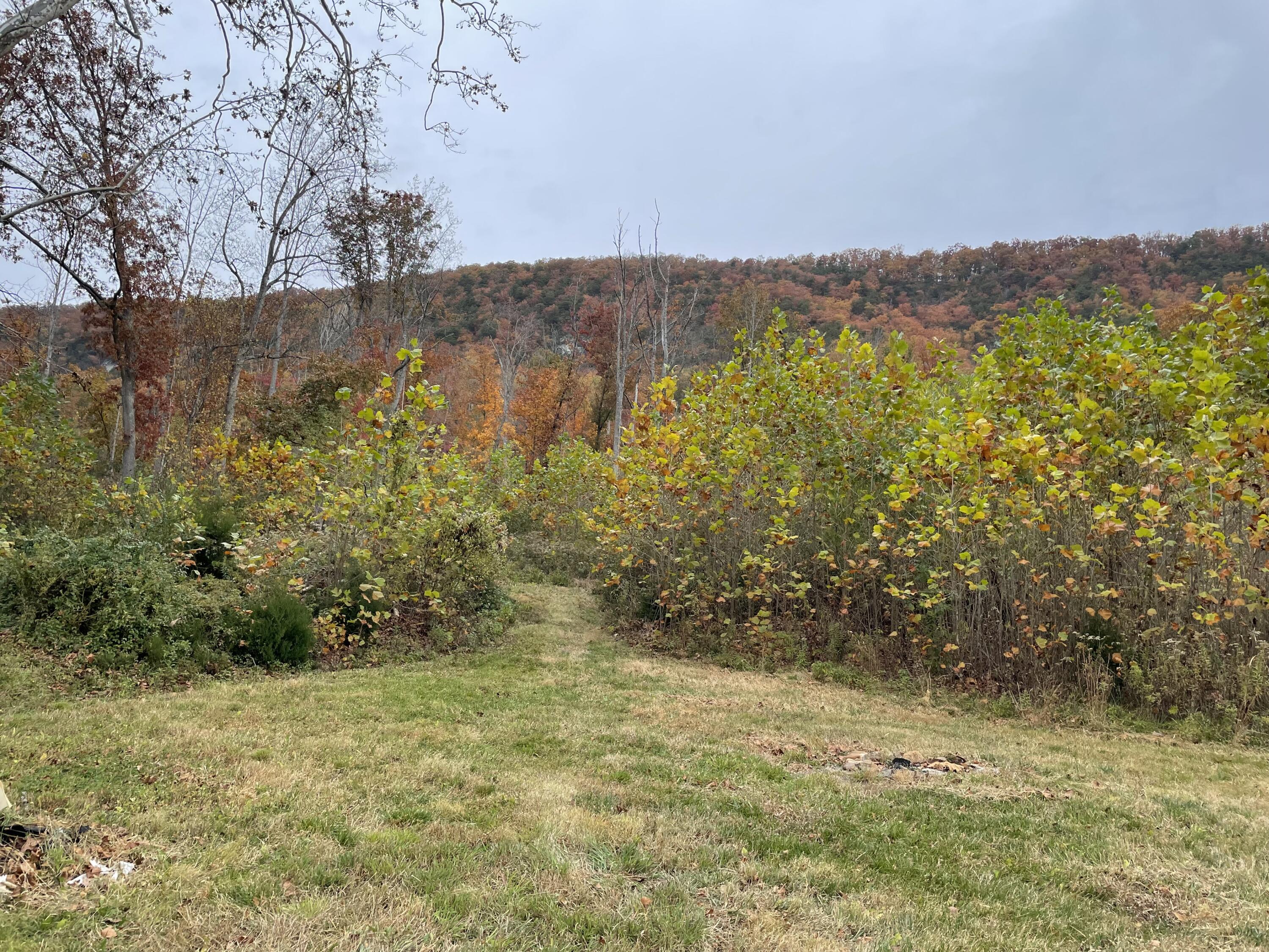 5829 Bradshaw Road Salem, VA 24153 - Photo 18 of 35 a view of a yard