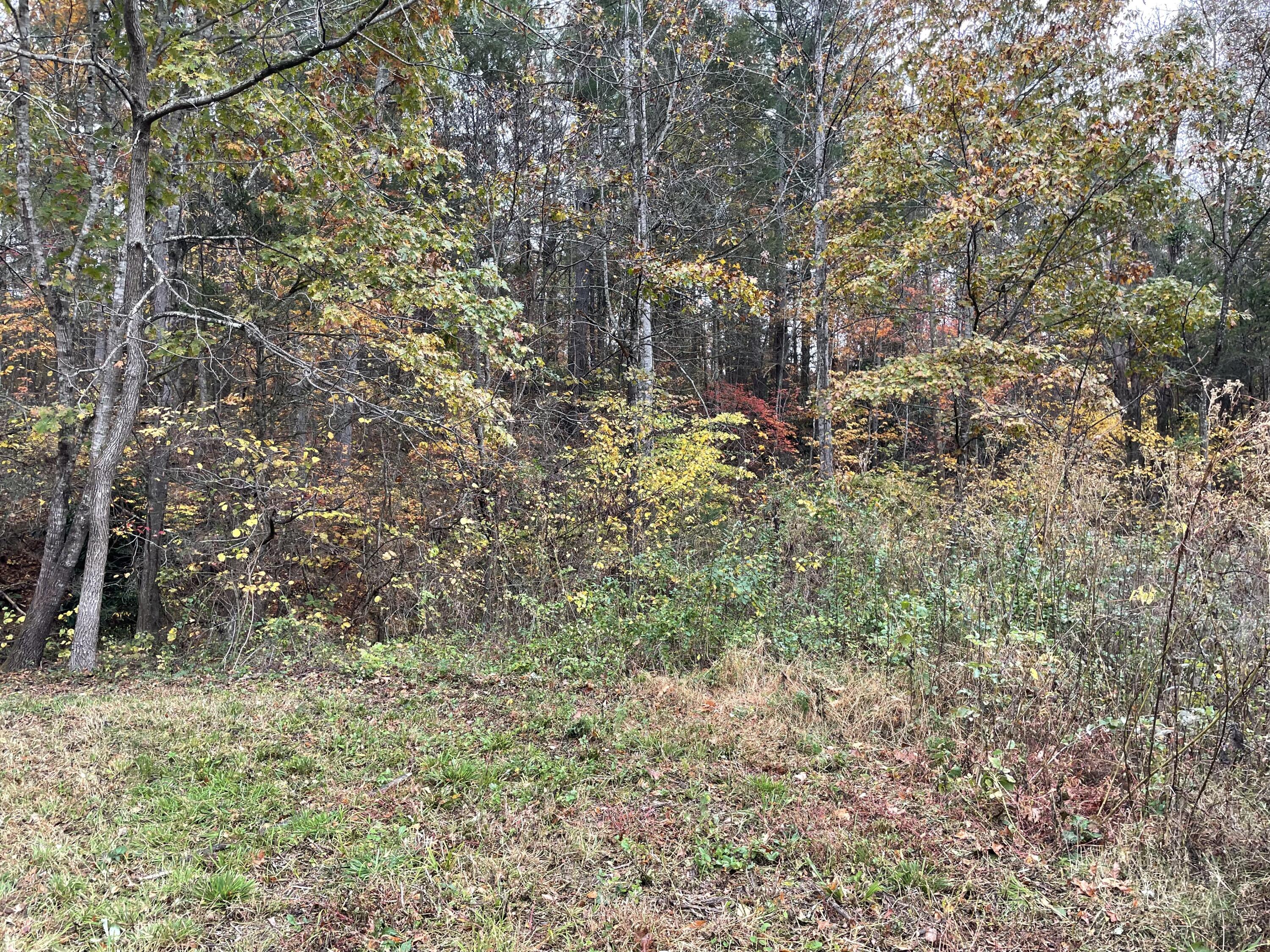 5829 Bradshaw Road Salem, VA 24153 - Photo 27 of 35 a view of a yard with plants and trees