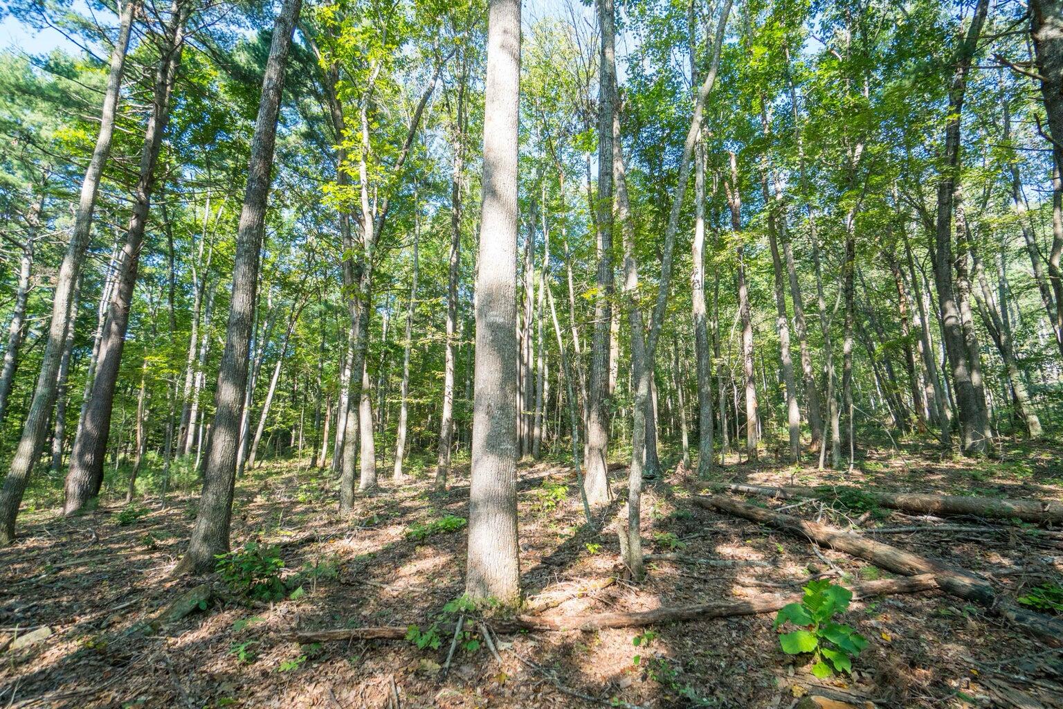 5829 Bradshaw Road Salem, VA 24153 - Photo 33 of 35 a view of outdoor space and trees