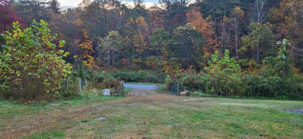 a view of a forest with trees in the background