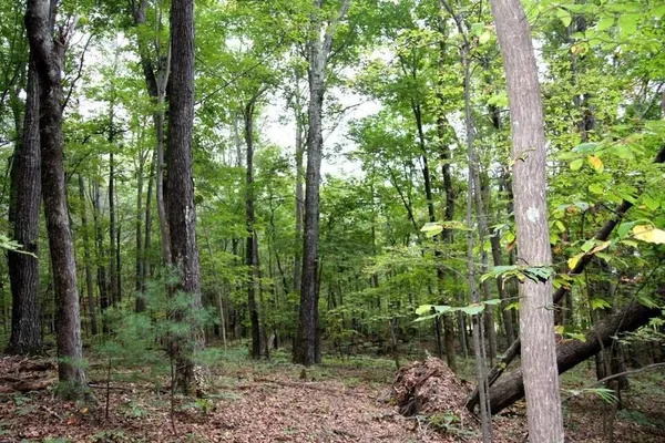 a view of forest