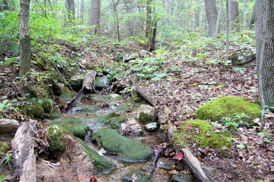 5829 Bradshaw Road Salem, VA 24153 - Photo 7 of 35 a view of a garden with plants