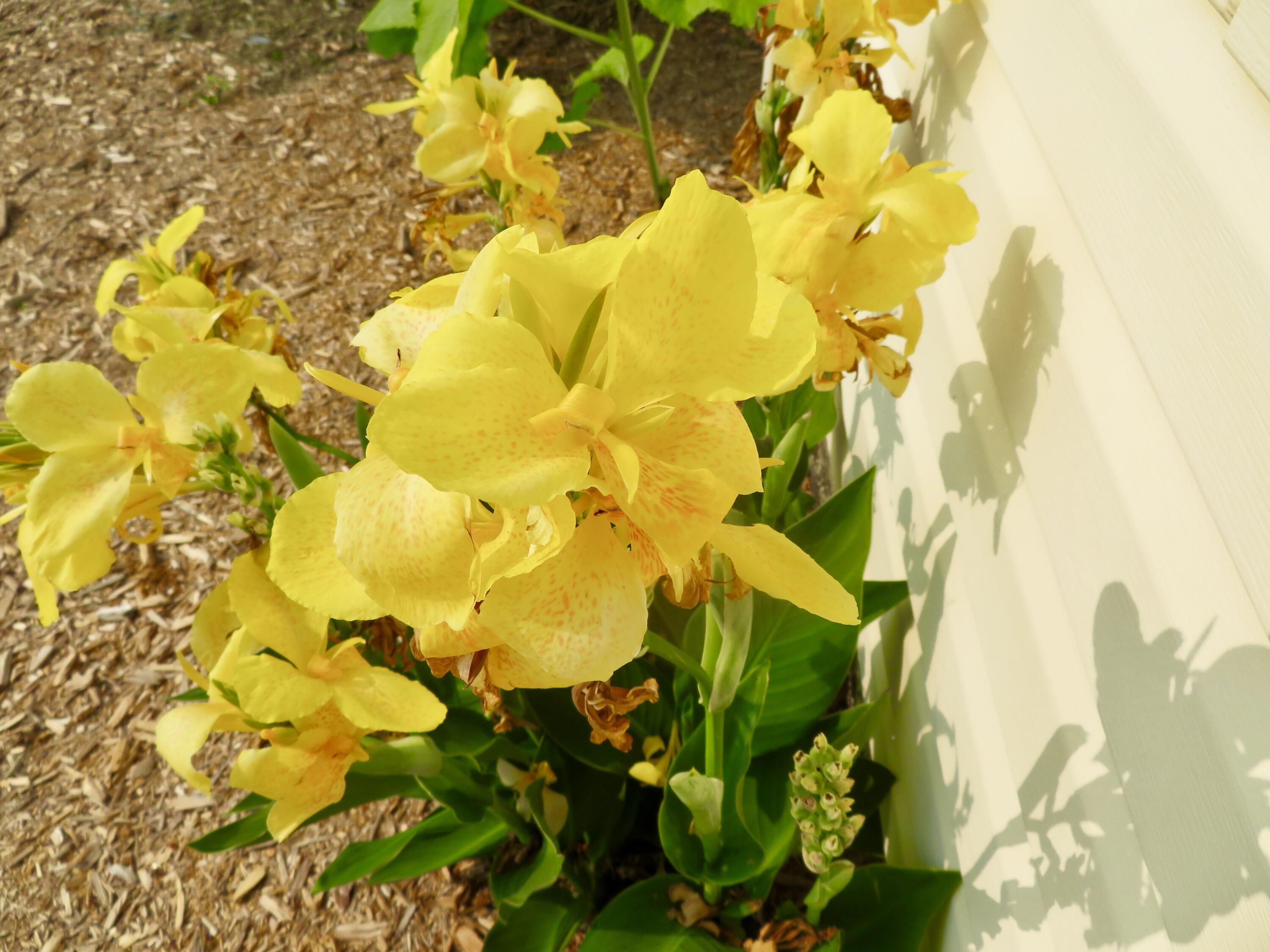 13162 Platt Road Milan, MI 48160 - Photo 17 of 64 fullsizeoutput_181