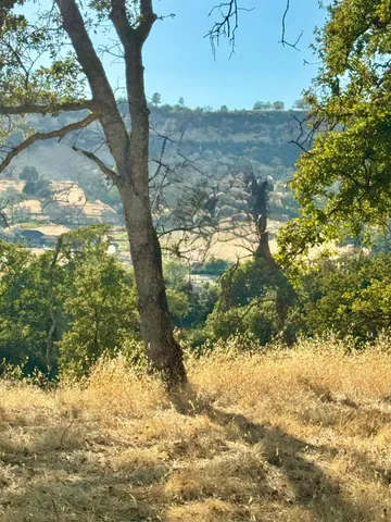 a view of a yard with a tree