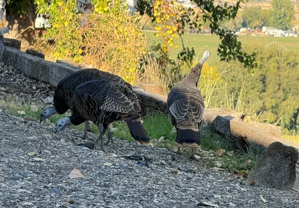 $729,000 | 319 Snowmoody Way, Ontario, OR 97914