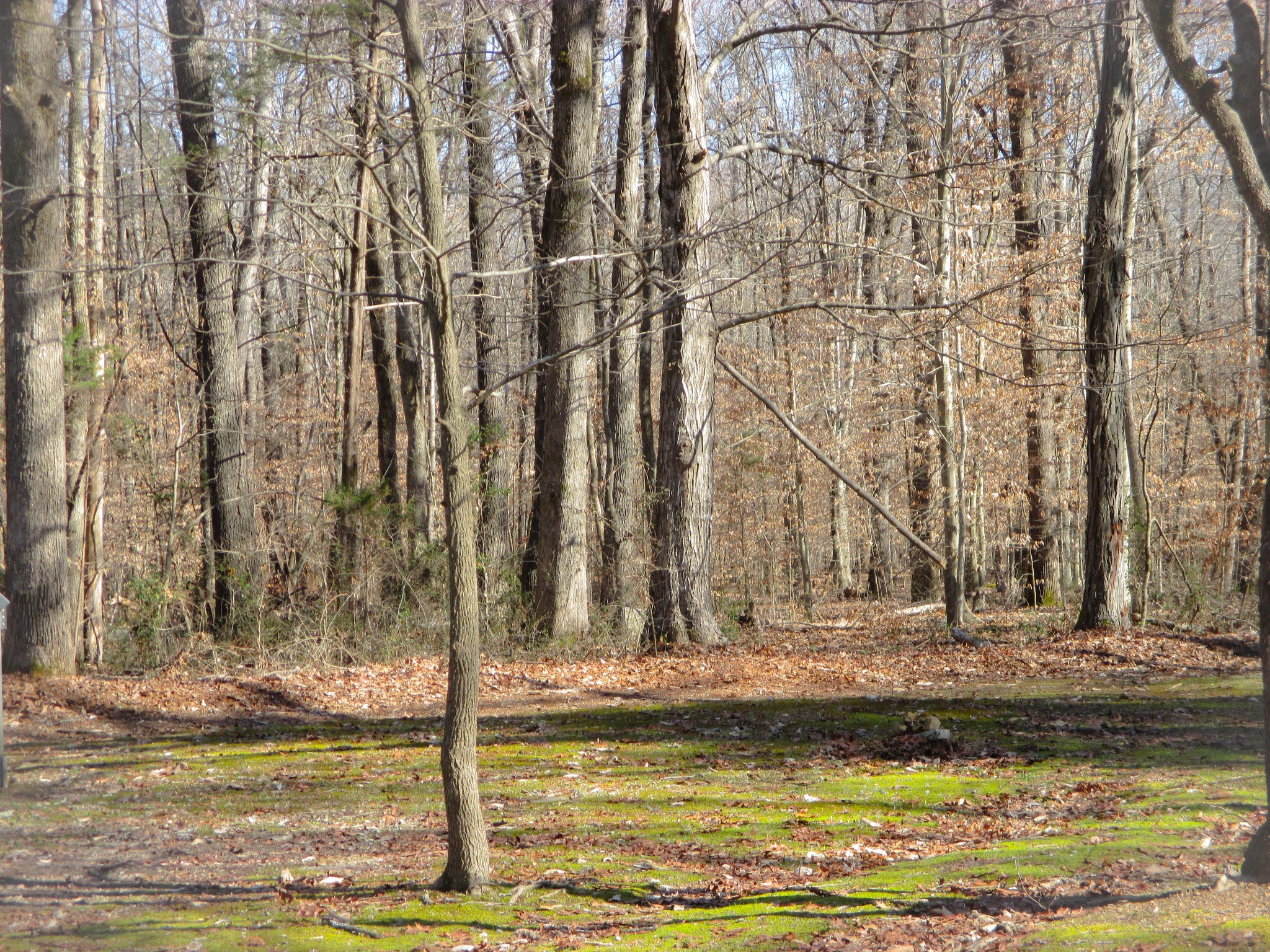 269 Tuck Road Estill Springs, TN 37330 - Photo 30 of 31 Gallery Image 30