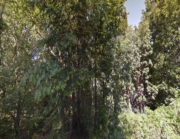 a view of a tree with a tree