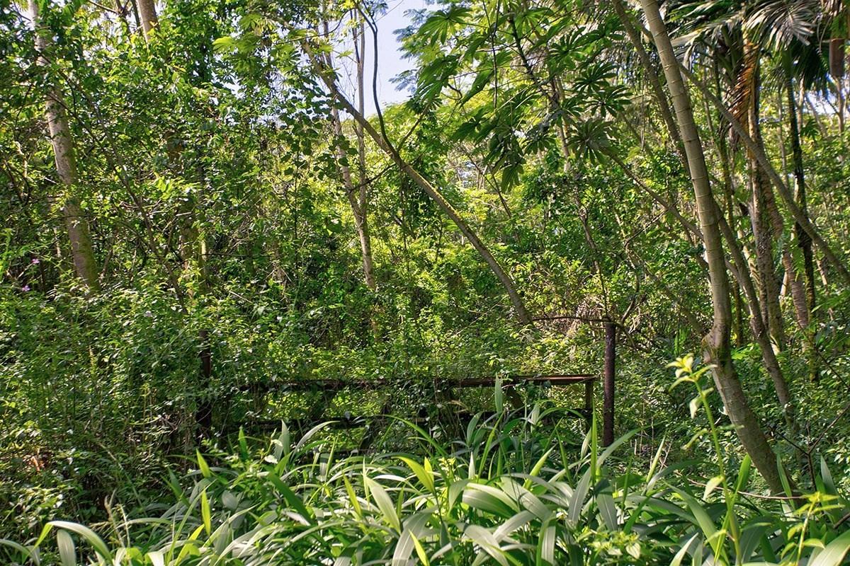 35 Noni Farms Road Pahoa, HI 96778 - Photo 5 of 9 a view of a lush green forest