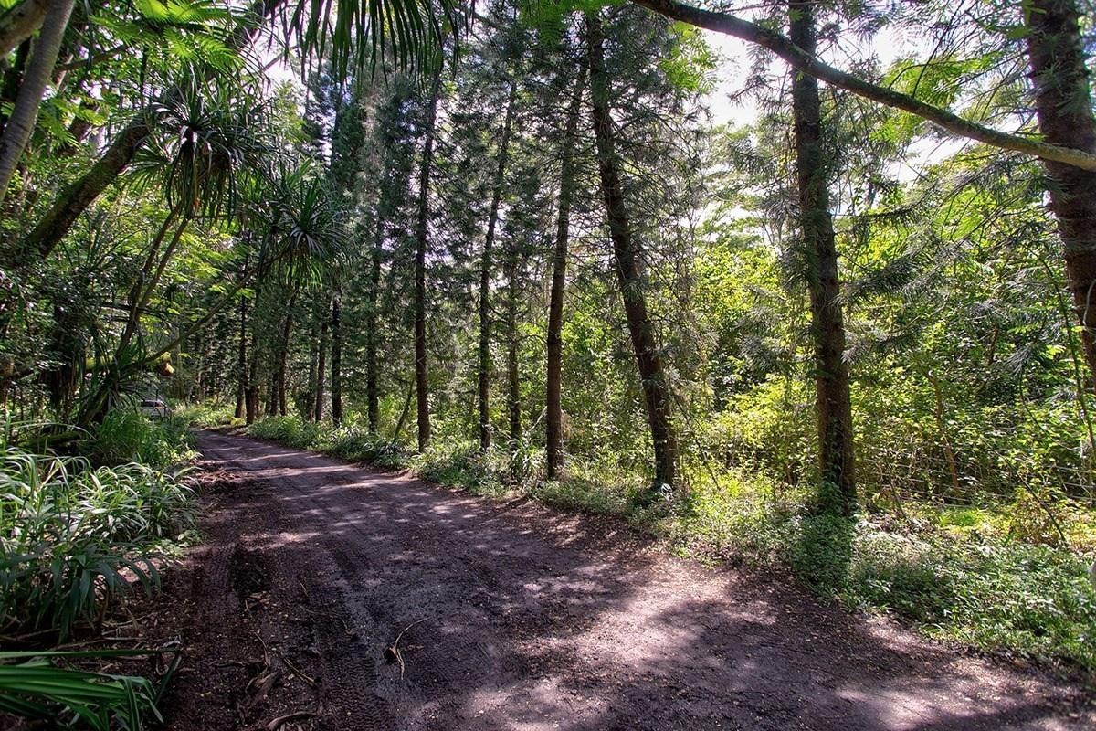 35 Noni Farms Road Pahoa, HI 96778 - Photo 7 of 9 a view of outdoor space and trees