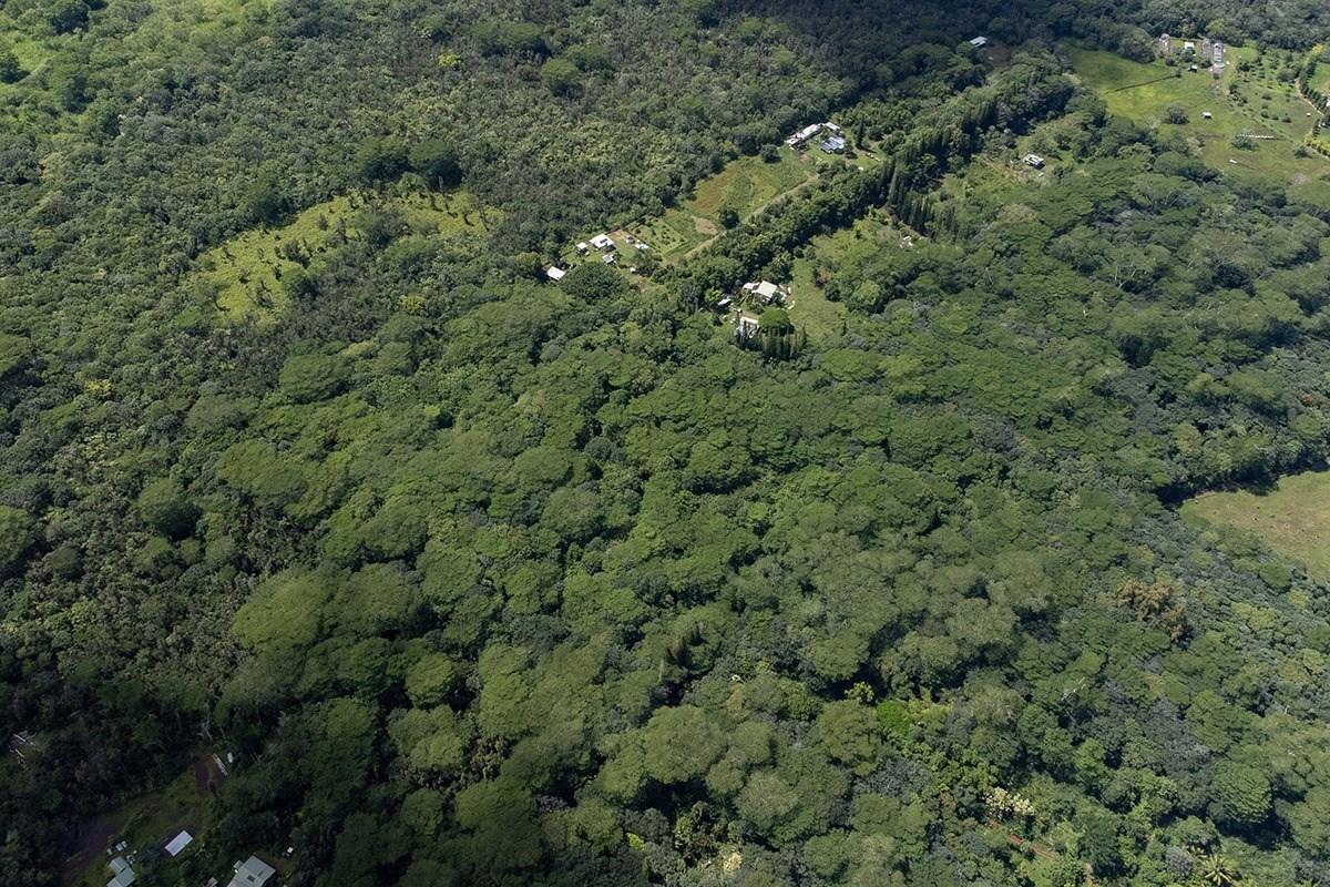 35 Noni Farms Road Pahoa, HI 96778 - Photo 8 of 9 a view of a forest with a street