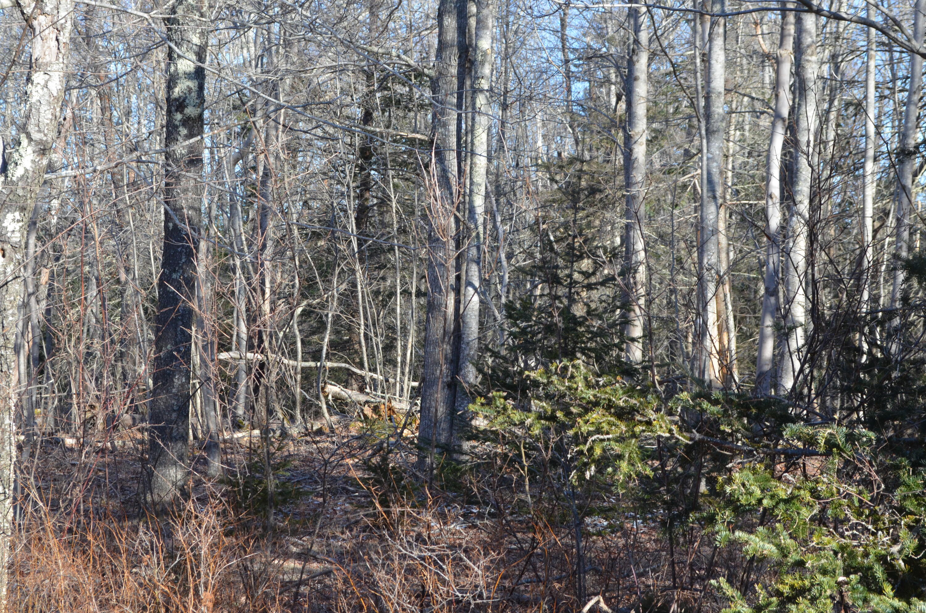 Lot 22 Spindle Road Ellsworth, ME 04605 - Photo 15 of 34 DSC_0021