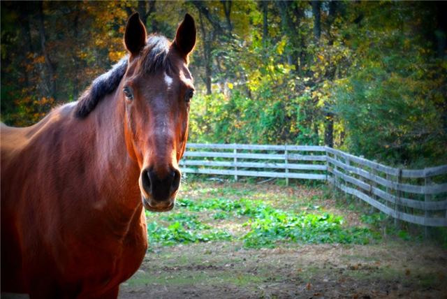 7355 Sugar Camp Hollow Road Fairview, TN 37062 - Photo 6 of 11