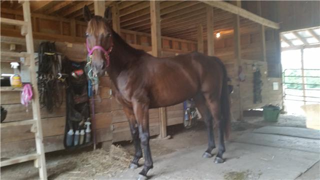 7355 Sugar Camp Hollow Road Fairview, TN 37062 - Photo 7 of 11