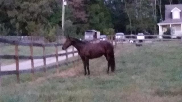 7355 Sugar Camp Hollow Road Fairview, TN 37062 - Photo 9 of 11