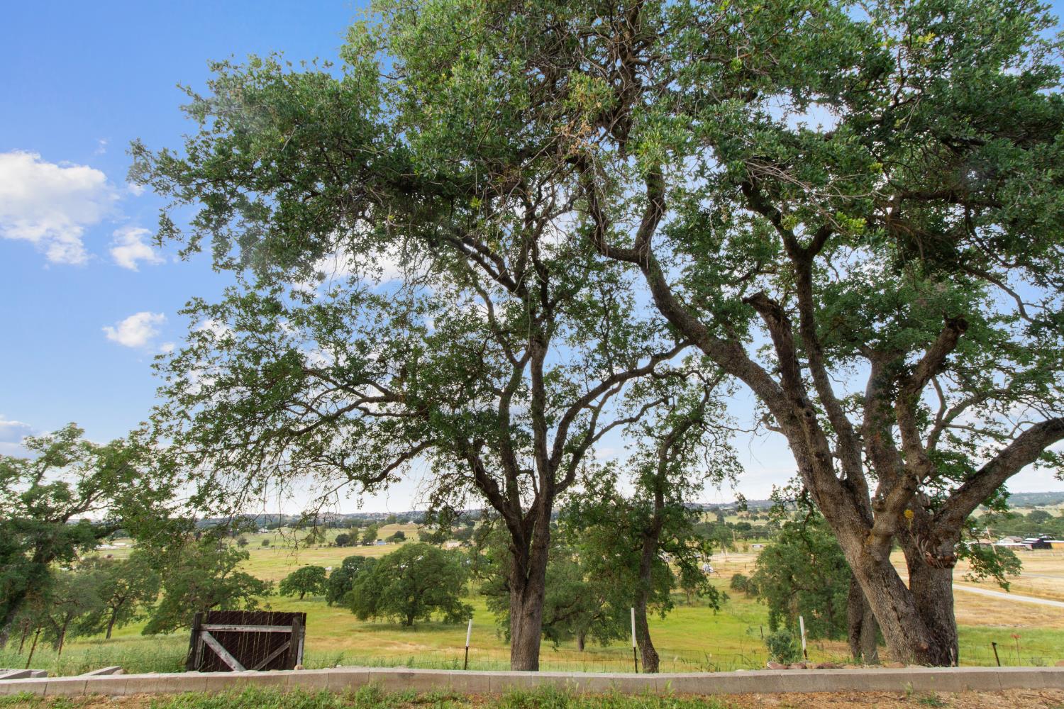 10580 Thompson Way Valley Springs, CA 95252 - Photo 34 of 64 a view of a yard with plants and trees