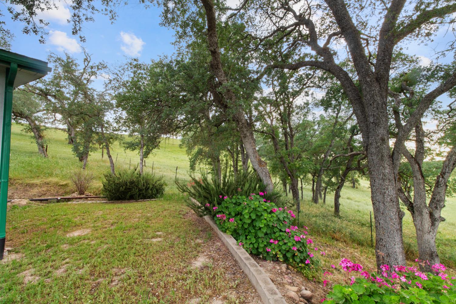 10580 Thompson Way Valley Springs, CA 95252 - Photo 36 of 64 a view of a yard with large trees