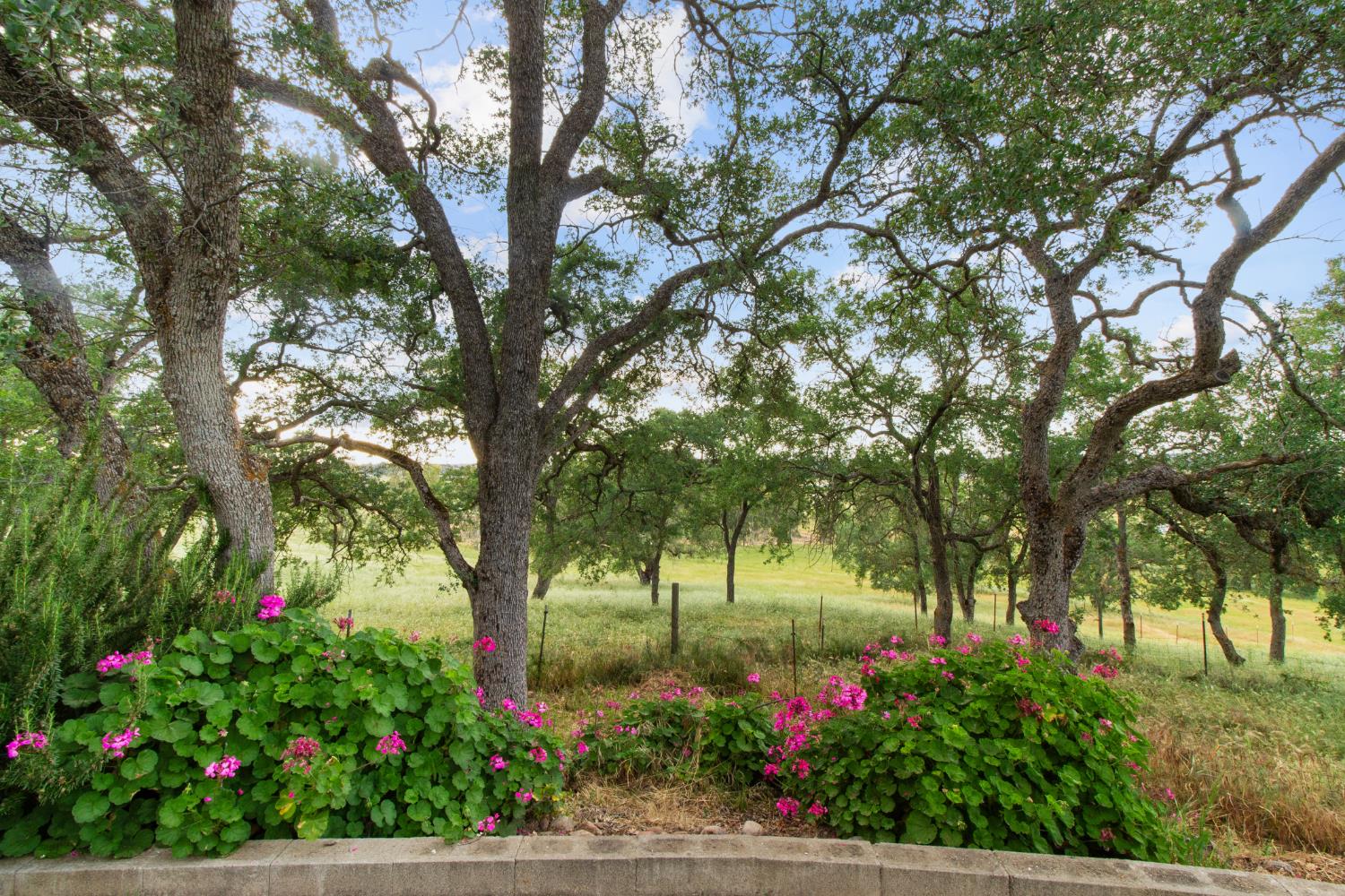 10580 Thompson Way Valley Springs, CA 95252 - Photo 37 of 64 a view of a tree in front of a house