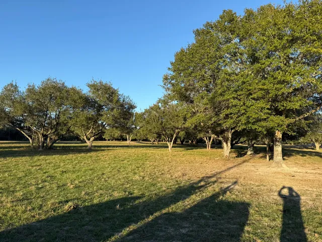 a view of a large tree