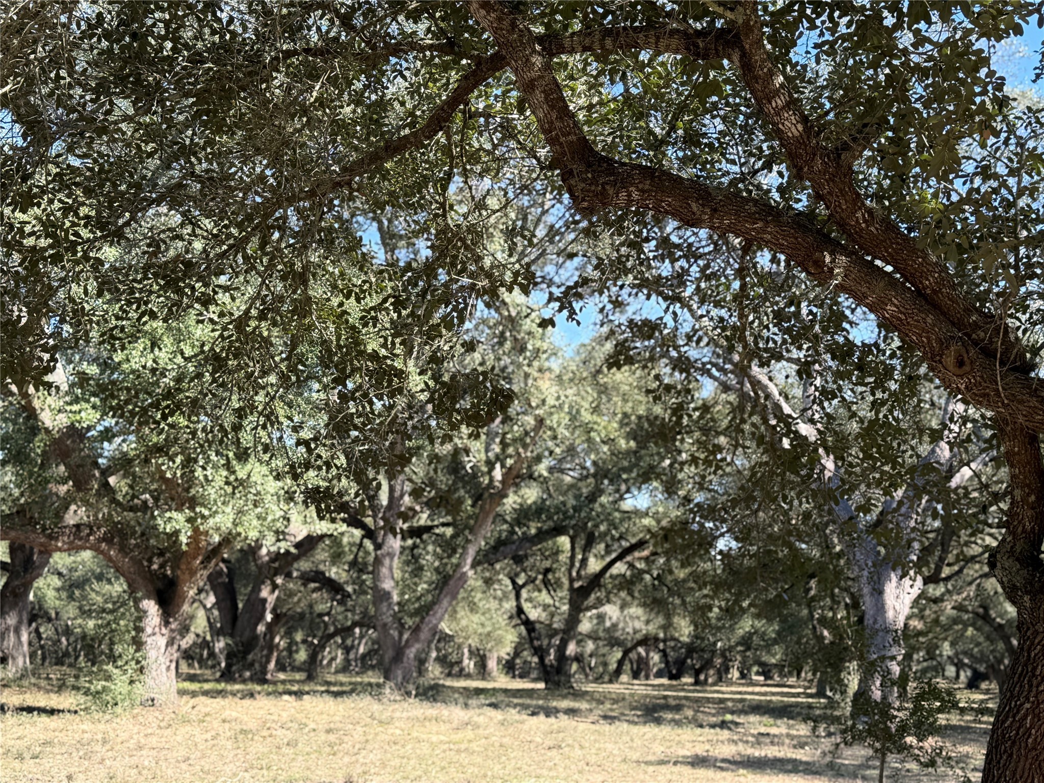 Tbd Rubin Lee Road Cat Spring, TX 78933 - Photo 19 of 23 a view of a large tree