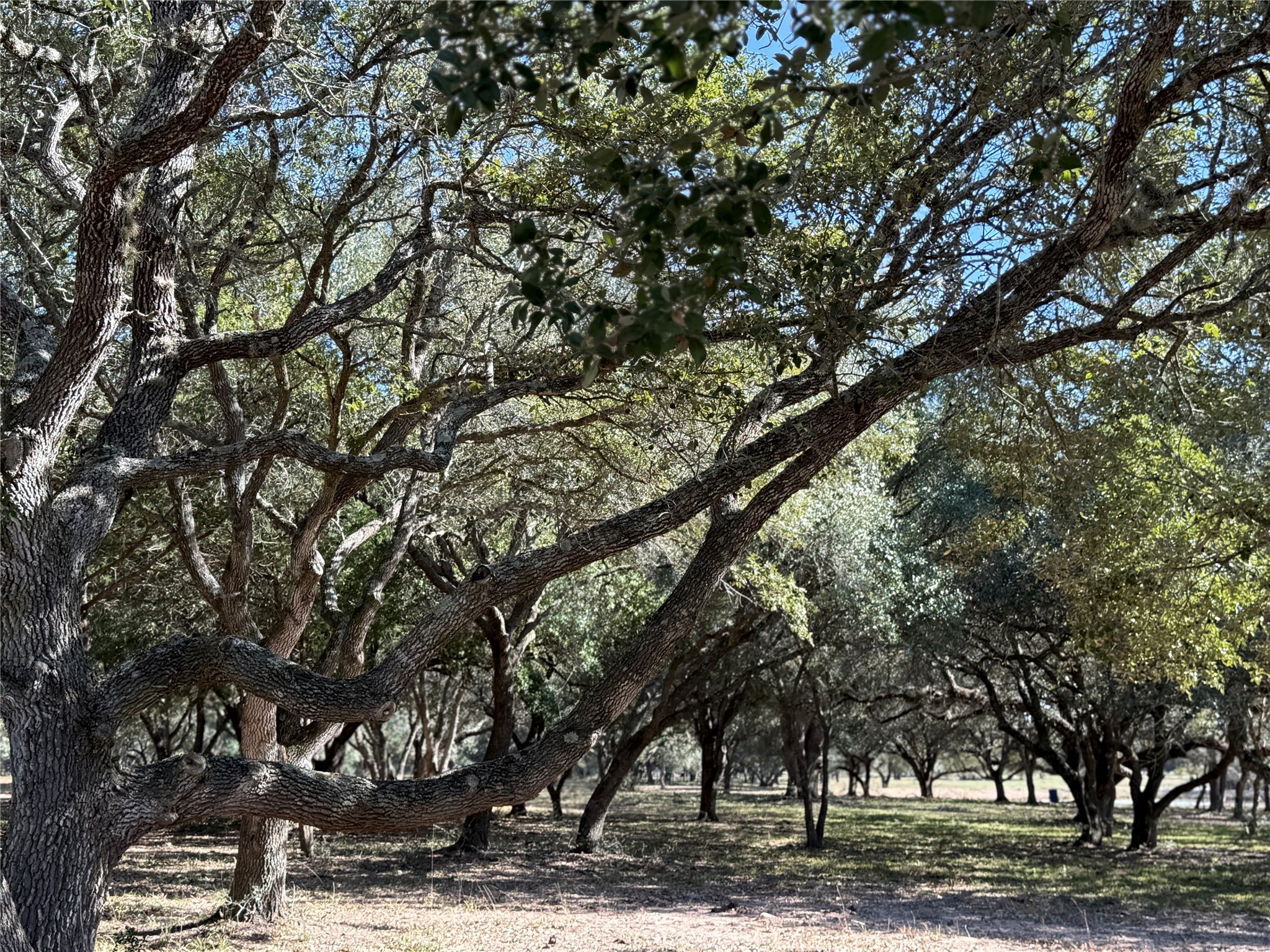 Tbd Rubin Lee Road Cat Spring, TX 78933 - Photo 21 of 23 a picture of tree