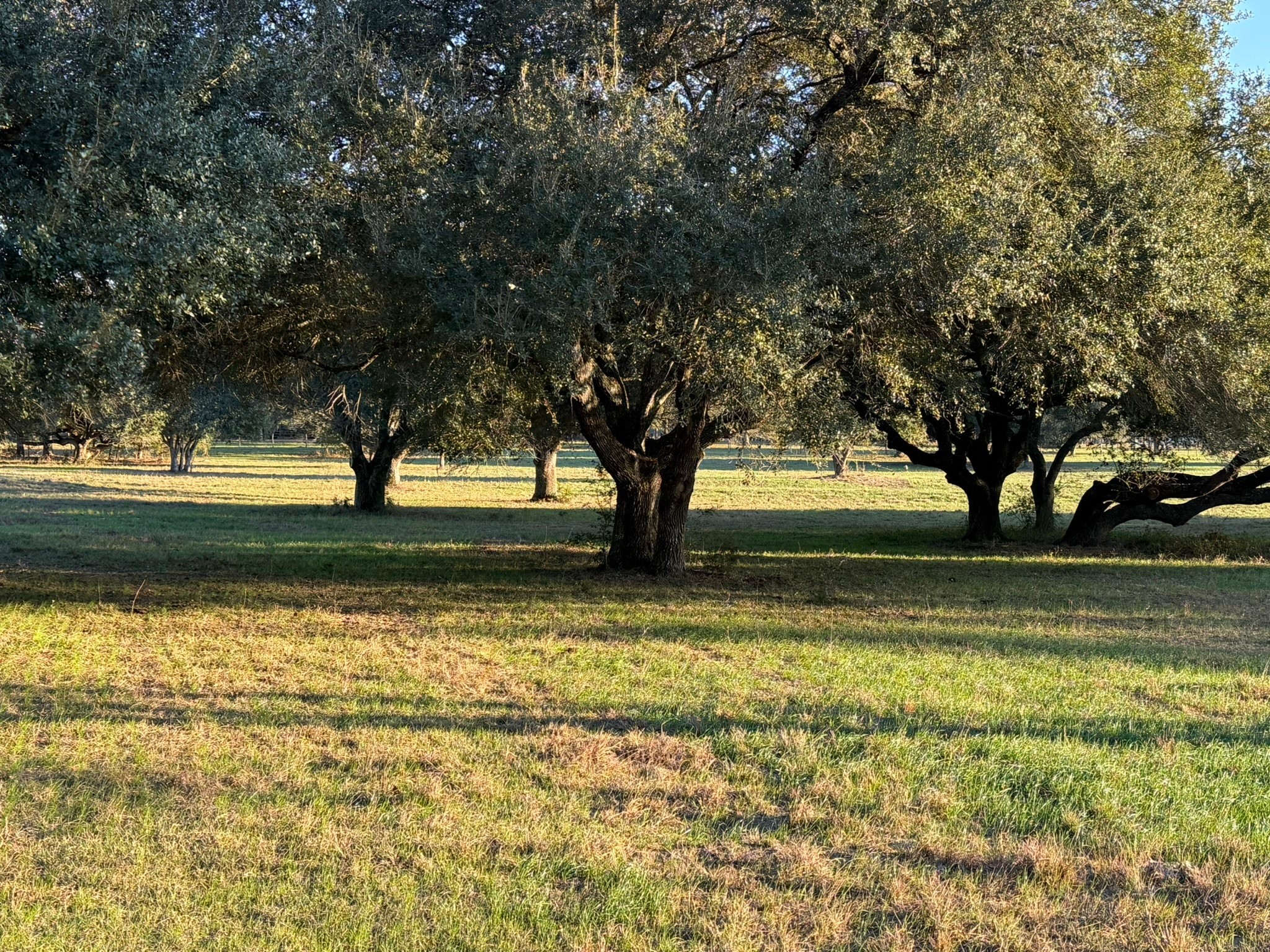 Tbd Rubin Lee Road Cat Spring, TX 78933 - Photo 4 of 23 a view of yard with swimming pool and green space