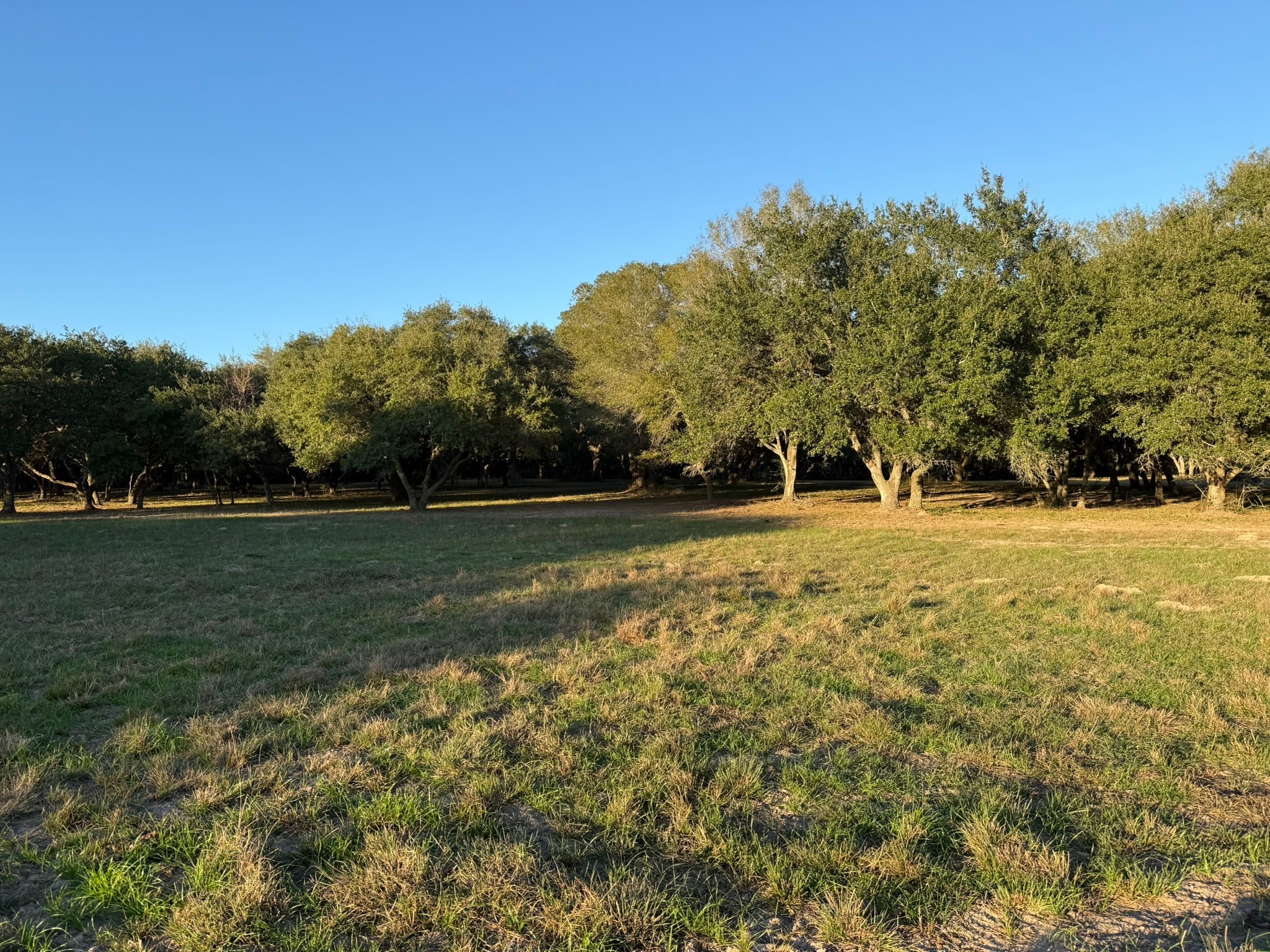 Tbd Rubin Lee Road Cat Spring, TX 78933 - Photo 6 of 23 a backyard of a house with lots of green space