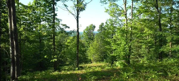 $79,000 | 83-xxx - Lot 13 83-xxx - Road, Bayfield, WI 54814