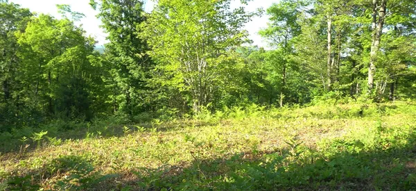 $79,000 | 83-xxx - Lot 13 83-xxx - Road, Bayfield, WI 54814