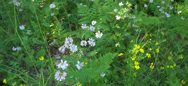 $79,000 | 83-xxx - Lot 13 83-xxx - Road, Bayfield, WI 54814