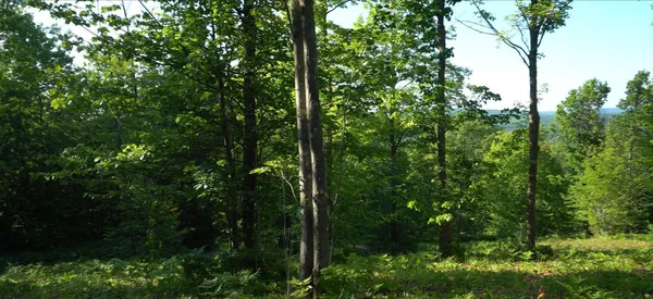 $79,000 | 83-xxx - Lot 13 83-xxx - Road, Bayfield, WI 54814