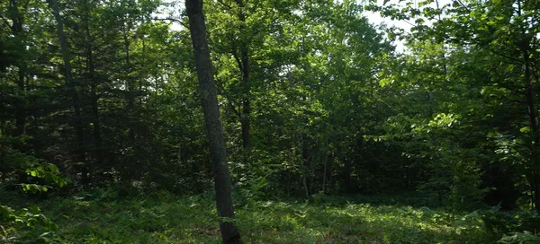 $79,000 | 83-xxx - Lot 13 83-xxx - Road, Bayfield, WI 54814