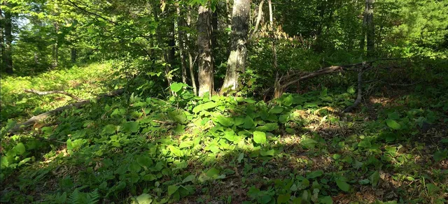 $79,000 | 83-xxx - Lot 13 83-xxx - Road, Bayfield, WI 54814