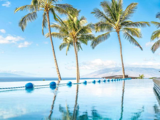 a view of a palm tree with an ocean view