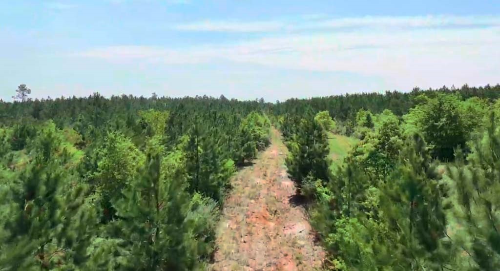 4 Sh 249 Navasota, TX 77868 - Photo 13 of 21 a view of a yard with plants