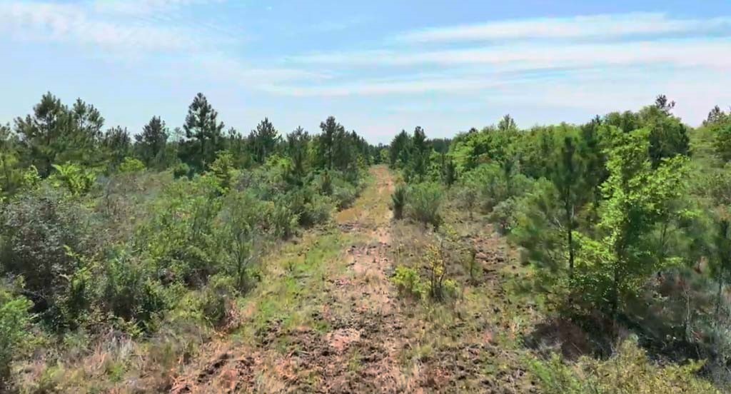4 Sh 249 Navasota, TX 77868 - Photo 14 of 21 a view of a bunch of trees