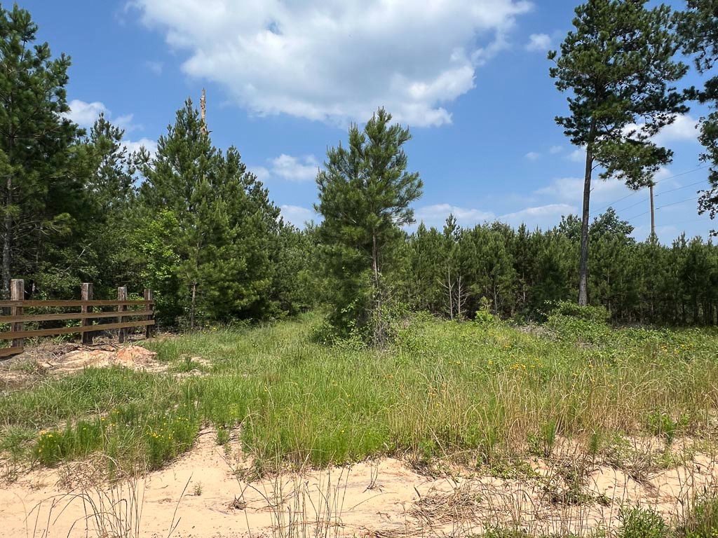 4 Sh 249 Navasota, TX 77868 - Photo 3 of 21 a backyard of a house with lots of green space