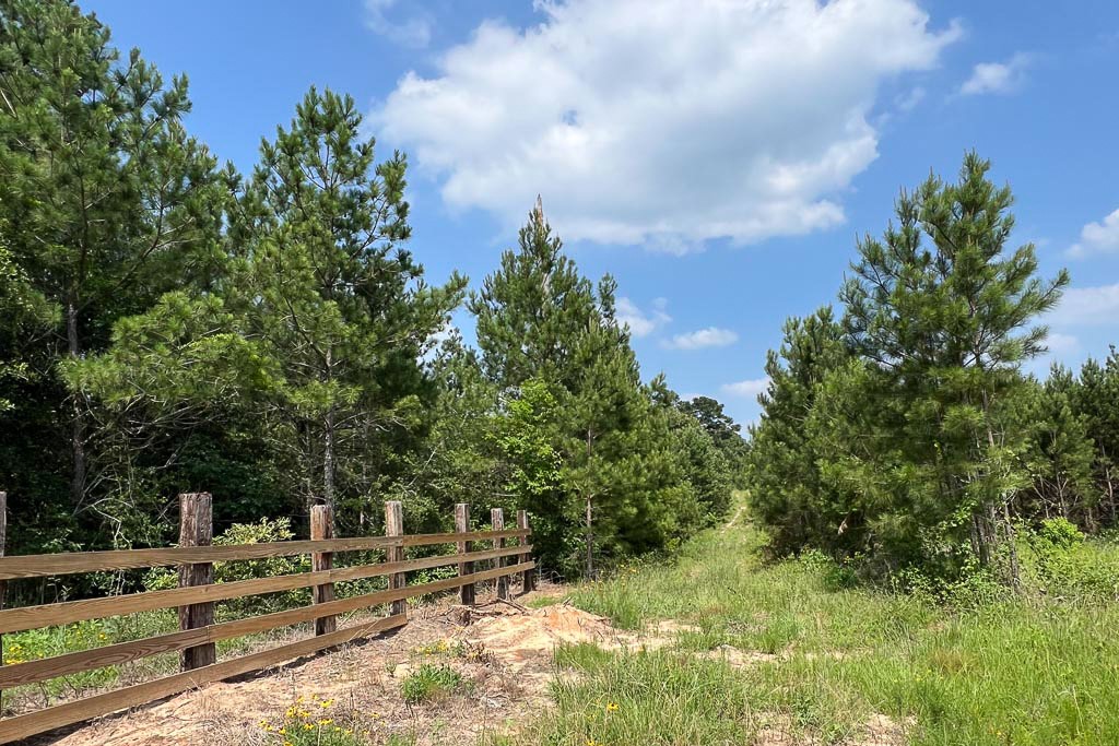 4 Sh 249 Navasota, TX 77868 - Photo 6 of 21 a view of yard with green space