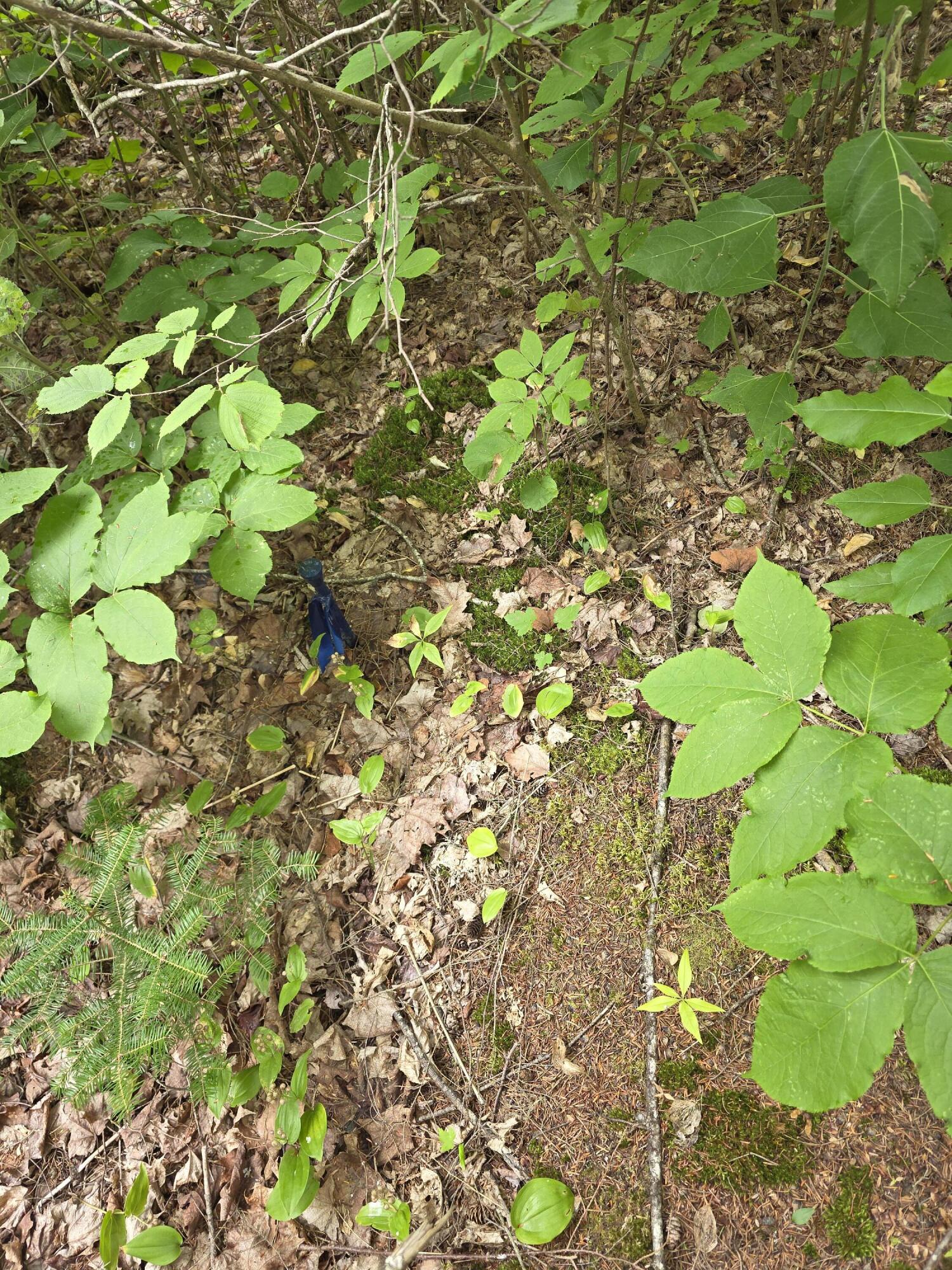 1 Old Winn Road Springfield, ME 04487 - Photo 6 of 8 20260813_100911