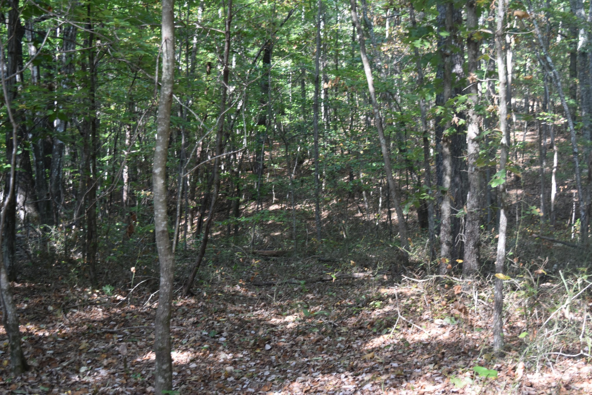 0 Stage Coach Road Sewanee, TN 37375 - Photo 33 of 50 Gallery Image 33