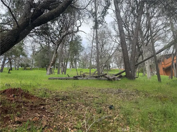 a view of a yard with tree s