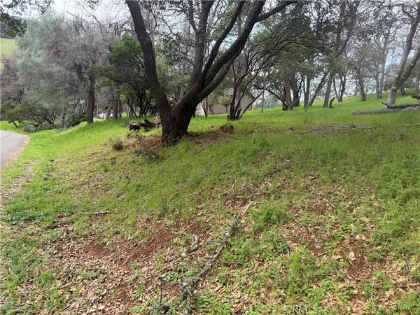 a big yard with lots of green space and trees