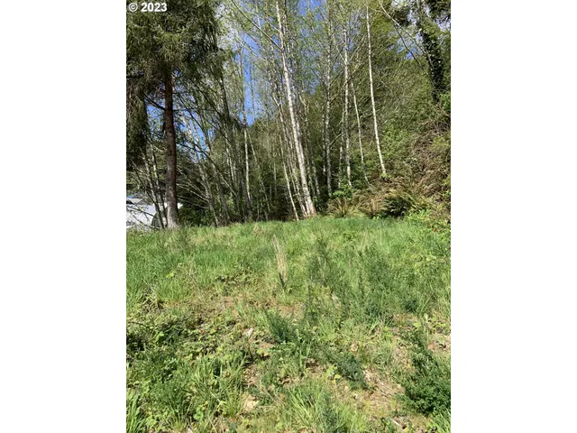a view of a yard with plants and large trees